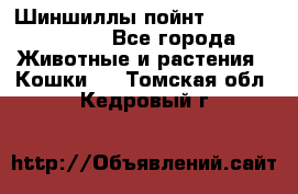 Шиншиллы пойнт ns1133,ny1133. - Все города Животные и растения » Кошки   . Томская обл.,Кедровый г.